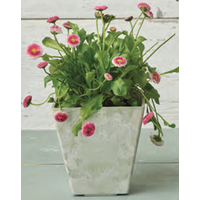 Novelty Artstone フラワーポット スクエア ミント (35126) / PLANTER SQR ELLA 12" MNT