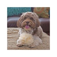 HuggleHounds 犬用フリースボール 小 (10886)