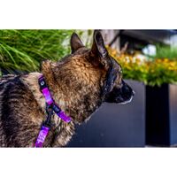 Wolfgang DayDream 犬用首輪 Sサイズ (WC-001-33)