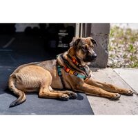 Wolfgang ChevTech 犬用首輪 Mサイズ (WC-002-108)