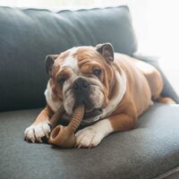 Benebone 噛む犬用玩具 リング型 Mサイズ (570244)