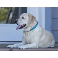 LupinePet Original Designs 犬用調節式首輪 レインソング (72453)