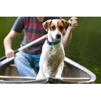 LupinePet Original Designs 犬用調節式首輪 レインソング柄 (72401)