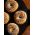 Lodge ピザパン (BW15PP) 2個セット / PIZZA PAN BK 19.25"W 1PC