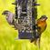 Perky-Pet  リス除けガード付バードフィーダー 2個セット (336) / FEEDR BIRDSCAPE SQRL PRF