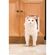 Petsafe  猫用ドアフラップ (CD10-050-11) / DOOR CAT FLAP