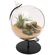 Panacea スタンド付テラリウム (82149) / TERRARIUM W/STAND 4.5"D