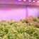 Feit LEDグロウライト (GLP24FS/30W/LED) / GROW LIGHT LED 30W 23"W