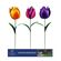 Alpine プランターステーキ チューリップ 112個セット (QEL829A) / TULIP PLANTER STAKE 12"