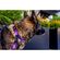 Wolfgang DayDream 犬用首輪 Lサイズ (WC-003-33)