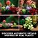 LEGO 多肉植物組立771点キット (10309)