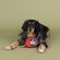 Fringe Studio Wagsdale メジャー型犬用玩具 (314172)