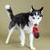 Fringe Studio Wagsdale メジャー型犬用玩具 (314172)