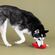 Fringe Studio Wagsdale ビット＆ピース犬用玩具 (314178)
