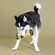 Fringe Studio Wagsdale 水準器型犬用玩具 (314179)