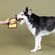 Fringe Studio トレードツール型犬用玩具 (314176)