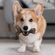 Benebone 噛む犬用玩具 メープル Mサイズ (802244)