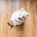 Benebone 噛む犬用玩具 メープル Mサイズ (802244)