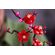 LEGO Botanical Collection 梅の花組立327点キット (10369)