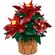 LEGO Botanical Collection ポインセチア組立608点キット (10370)
