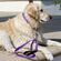 LupinePet Original Designs 犬用リード レインソング柄 (72459)