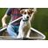 LupinePet Original Designs 犬用調節式首輪 ジェリーロールデザイン柄 (96901)