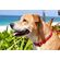 LupinePet Original Designs 犬用調節式首輪 ジェリーロールデザイン柄 (96901)