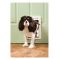 PetSafe  ペット用ドア スモール (PPA00-10958) / PET DOOR PLST SML