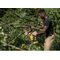DeWalt 20V MAX DCCS623B 剪定鋸 (DCCS623B)