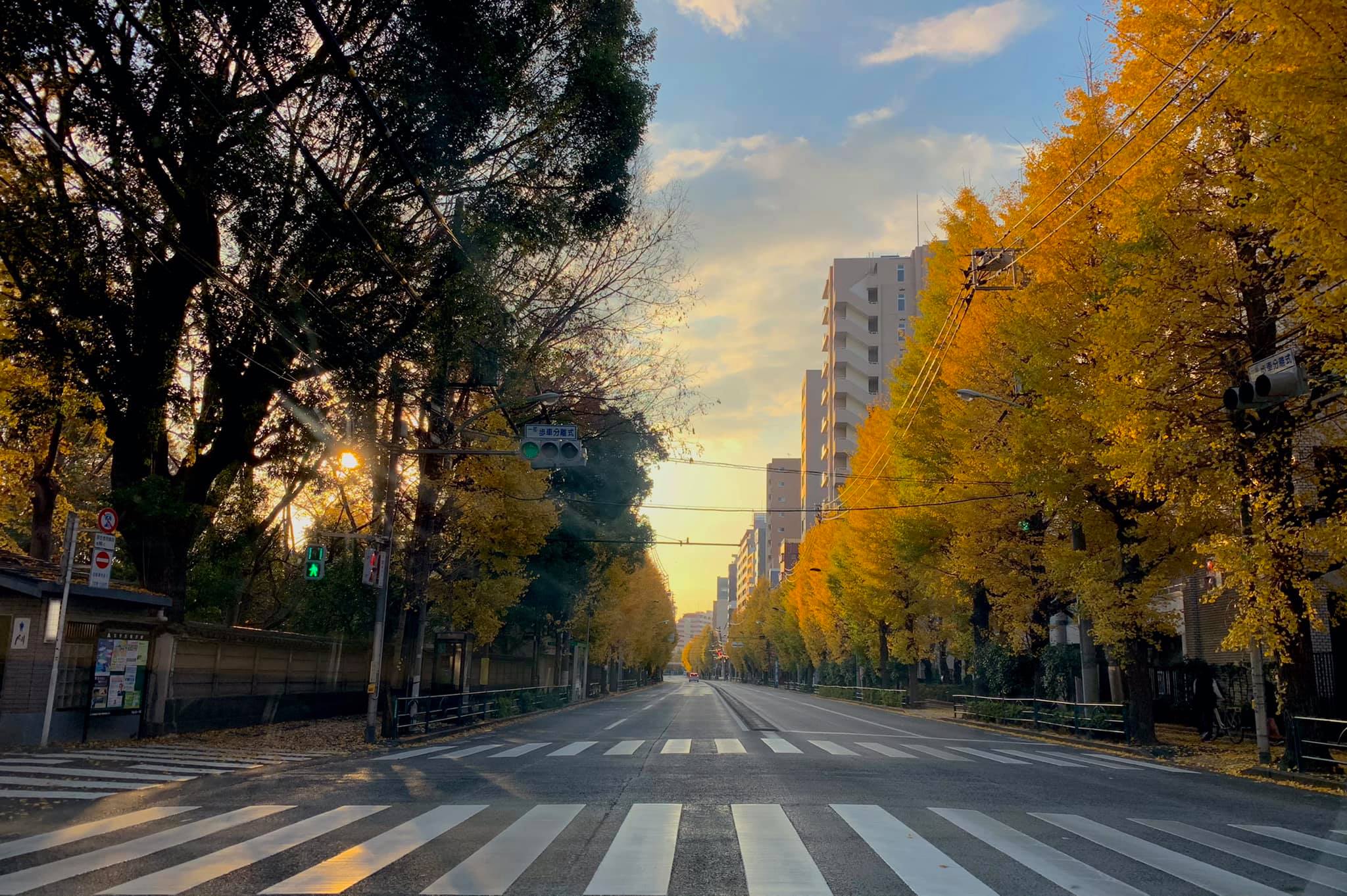 本郷通りの朝　イチョウ紅葉