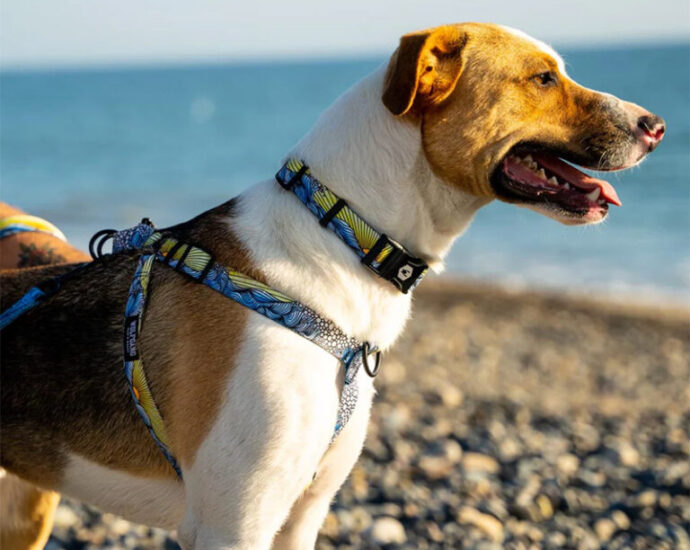 スタイリッシュで高品質な犬用首輪やリード、ハーネス WOLFGANG