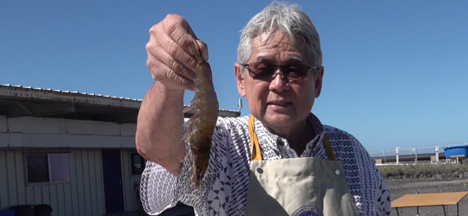 深海エビをコナ・シーソルトでクッキング